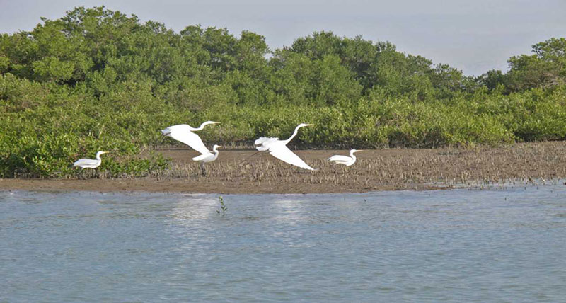 جزیره ابوموسی